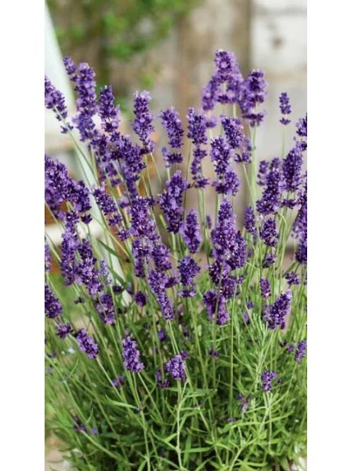 Közönséges levendula (cserepes) - Angustifolia