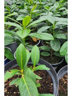 Babérmeggy (Novita) - Prunus laurocerasus