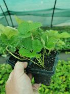 Ostora "folytontermő" földlabdás 10-es pack