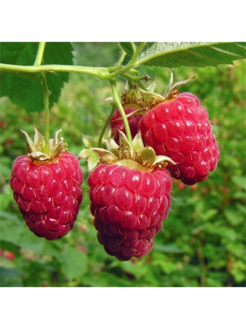 Polka folytontermő